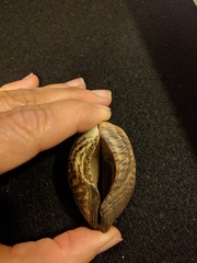 Lamarcka ventricosa