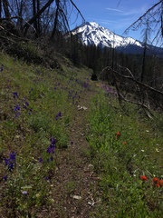 Calochortus subalpinus