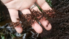 Odonthalia floccosa