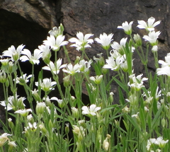 Cerastium arvense strictum