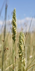 Spiranthes infernalis