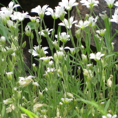 Cerastium arvense strictum
