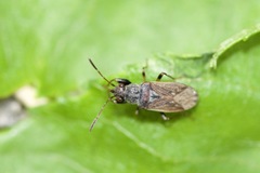 Pseudopachybrachius basalis
