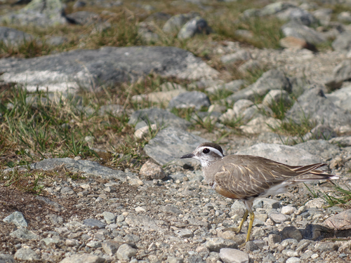 Chorlito carambolo (Charadrius morinellus)
