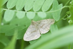 Zanclognatha pedipilalis