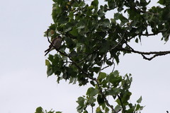 Falco sparverius sparverius