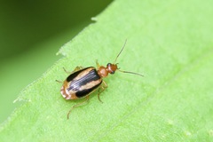Lebia solea