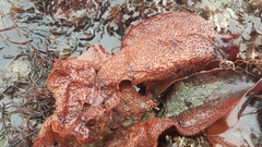 Chondracanthus