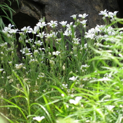 Cerastium arvense strictum