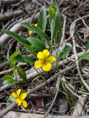 Viola nuttallii