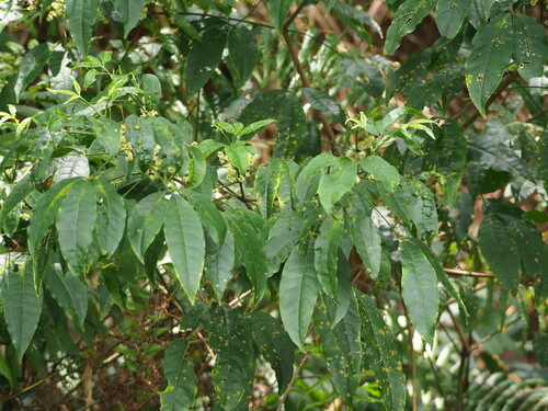 Image of Melicope pteleifolia by no rights reserved