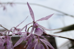 Encyclia adenocaula