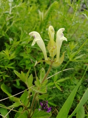 Scutellaria supina