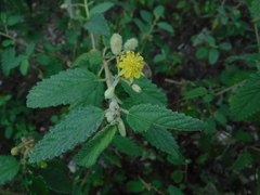 Corchorus hirsutus