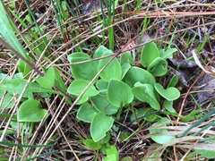 Parnassia glauca