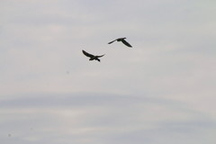 Falco sparverius sparverius