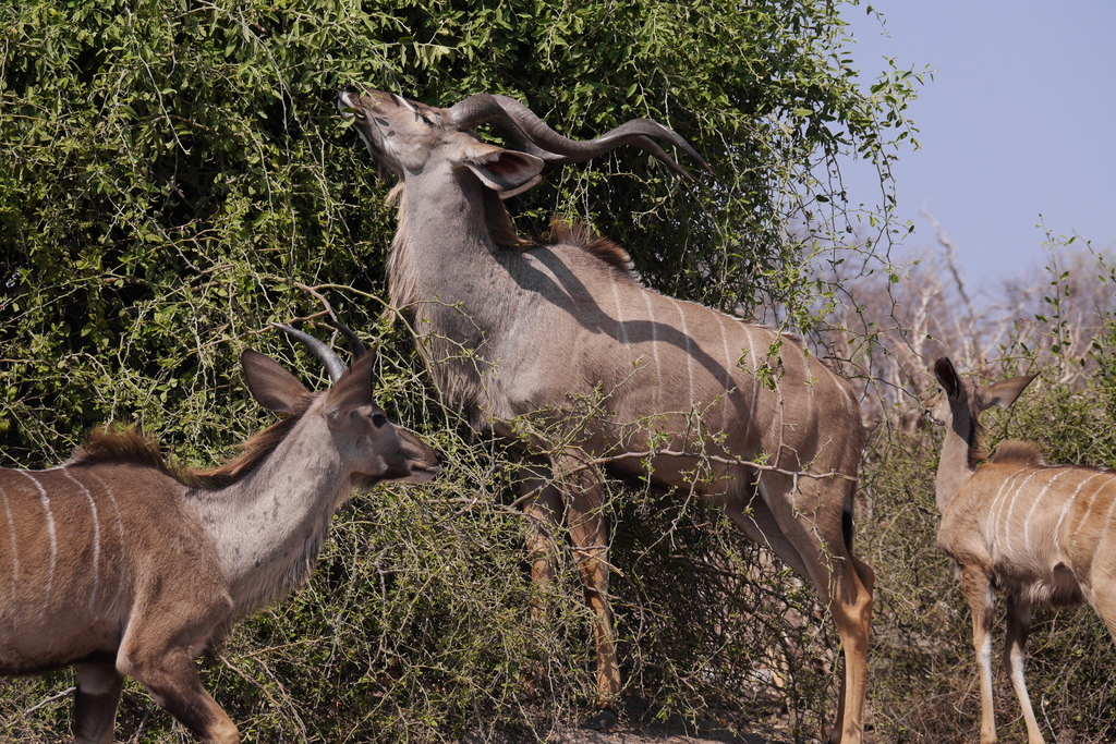 Tragelaphus strepsiceros strepsiceros, Chobe District, Botsuana, by Nico