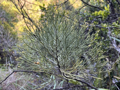 Exocarpos luteolus observed 2024-08-17