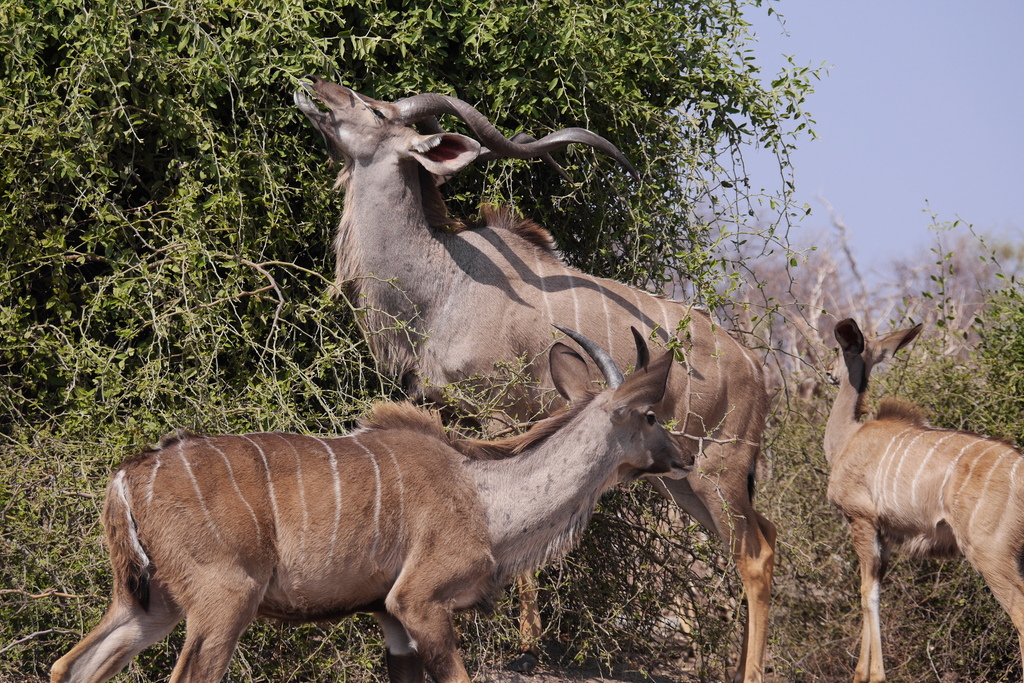 Tragelaphus strepsiceros strepsiceros, Chobe District, Botsuana, by Nico