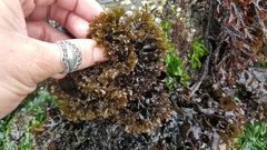 Mazzaella affinis