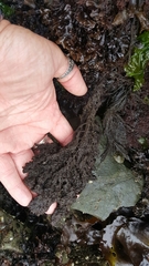 Callithamnion pikeanum