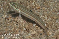 Valenciennea muralis