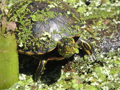 Trachemys dorbigni