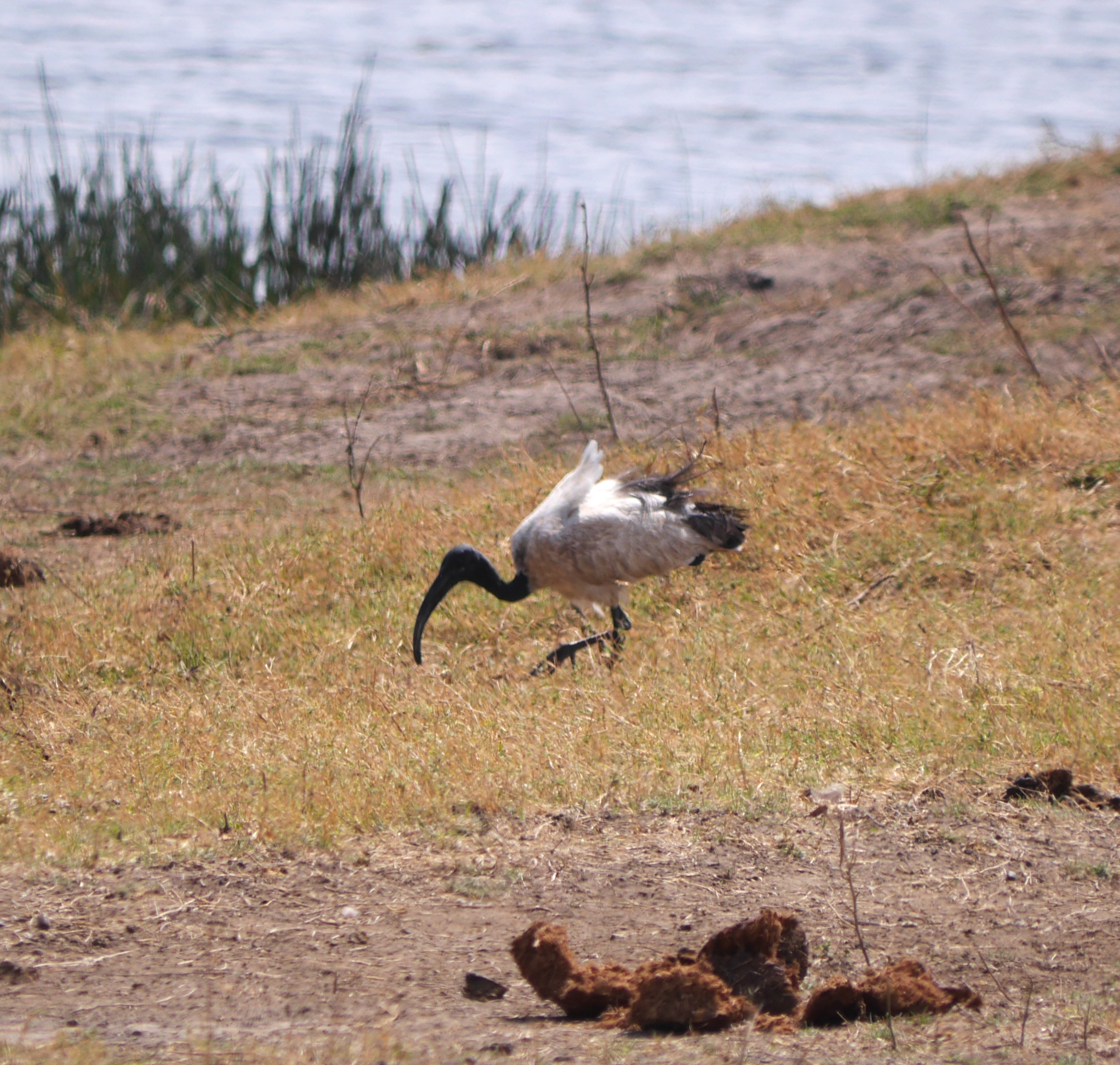 African Sacred Ibis