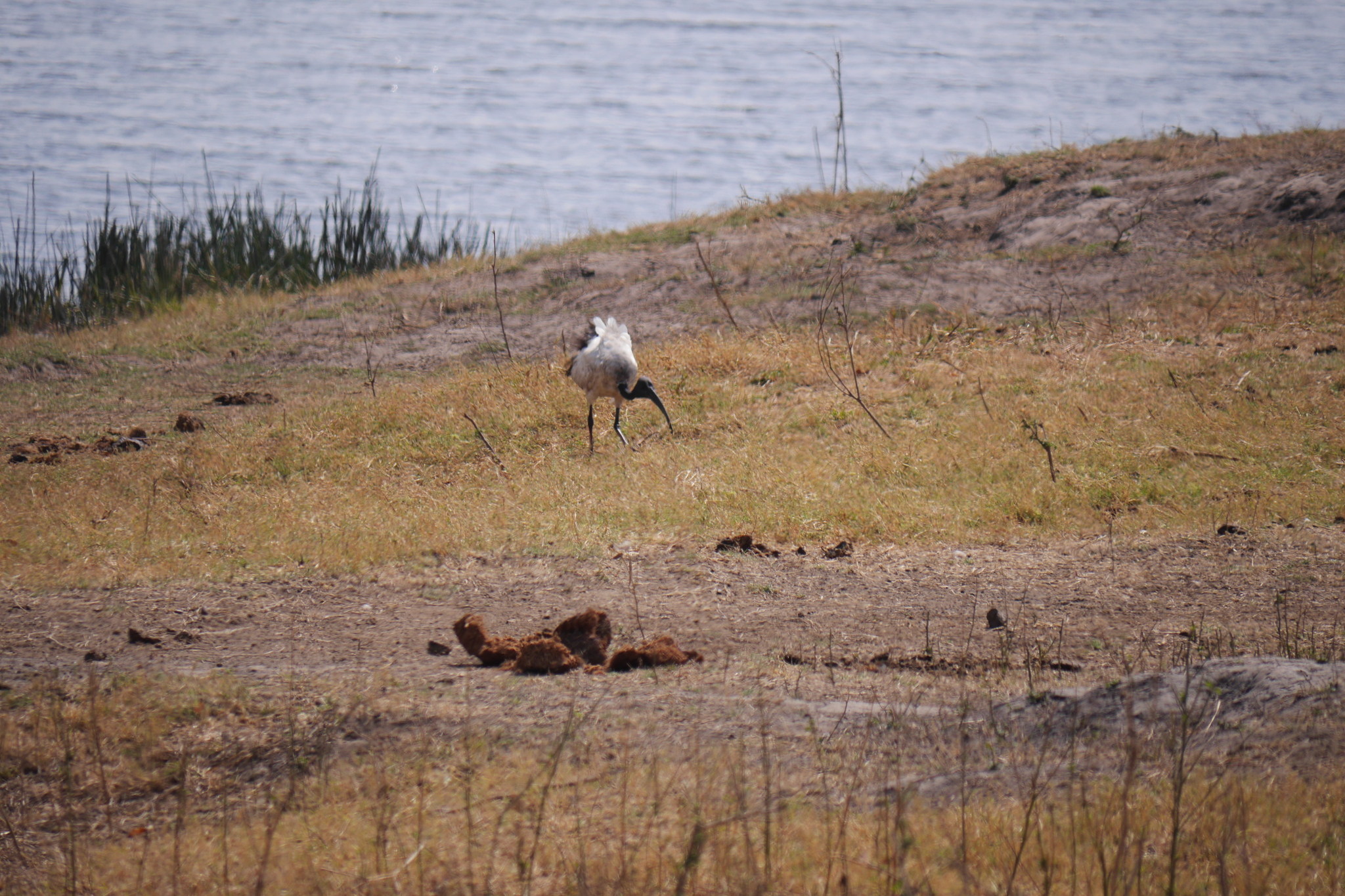 African Sacred Ibis