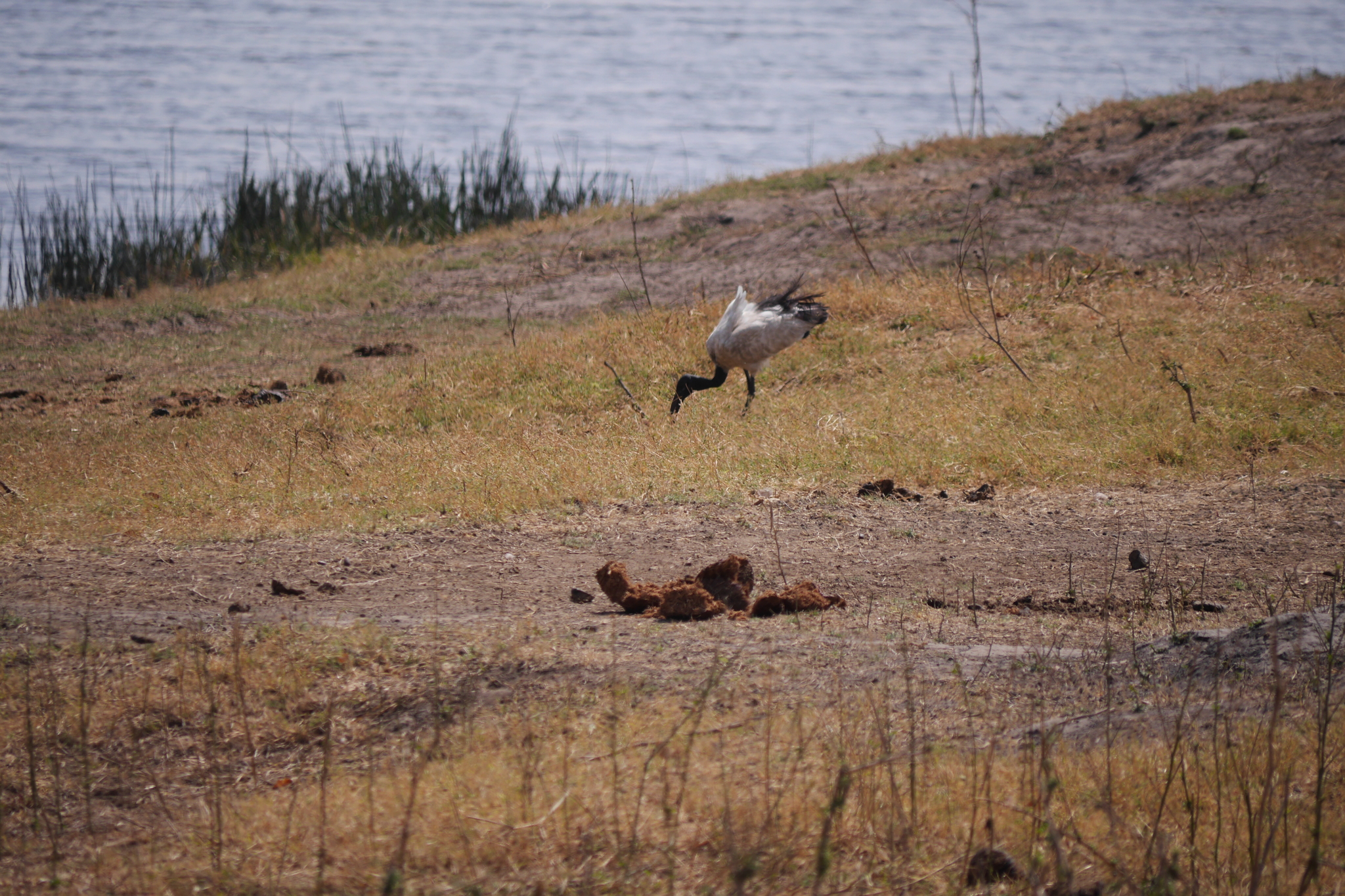 African Sacred Ibis