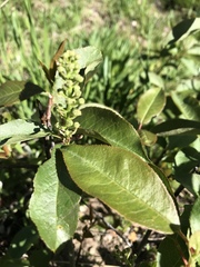 Chokecherry (Prunus demissa)