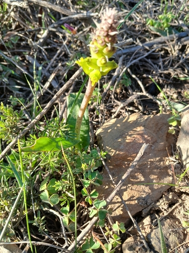Image of Lachenalia lutea by no rights reserved