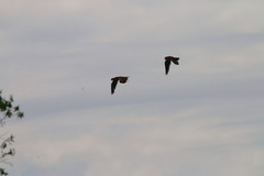 Falco sparverius sparverius