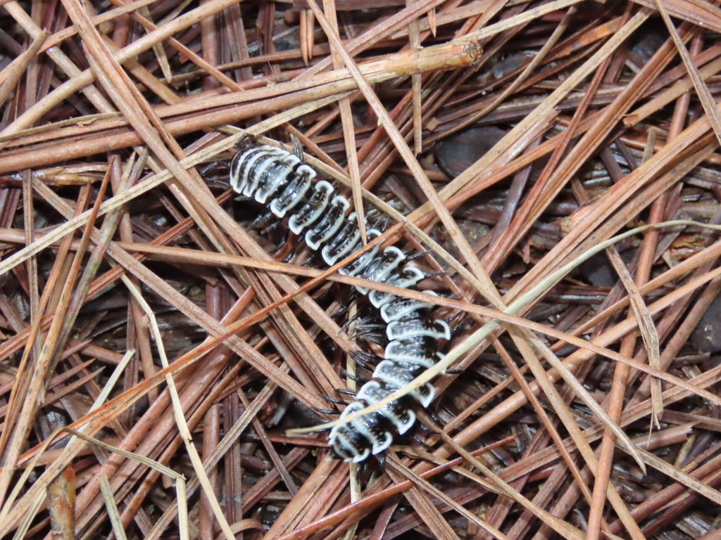 Anoplodesmus thwaitesii