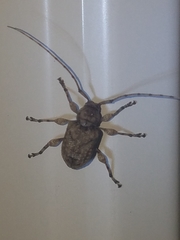 Leptostylopsis terraecolor