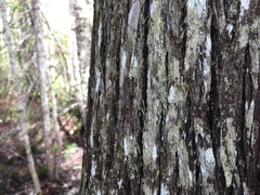 Lecidella subviridis