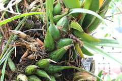 Encyclia adenocaula