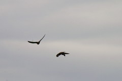 Falco sparverius sparverius