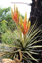 Tillandsia fasciculata