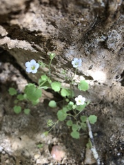 Phacelia rotundifolia