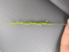 Elymus smithii