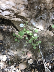 Phacelia rotundifolia