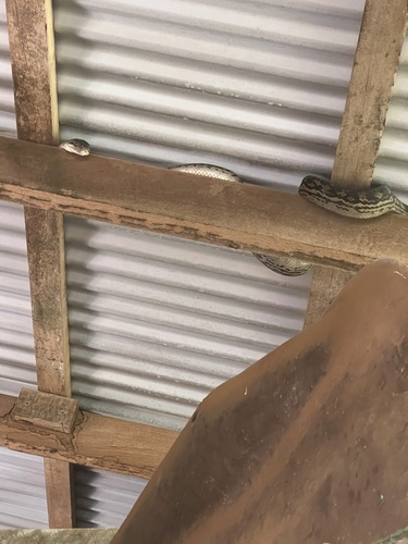 Australian Scrub Python sighting