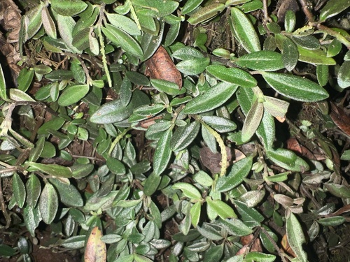 Peperomia kokeana observed 2024-08-17
