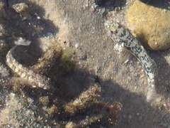 Bathygobius cocosensis