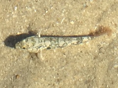 Bathygobius cocosensis