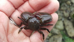 Petrolisthes cinctipes