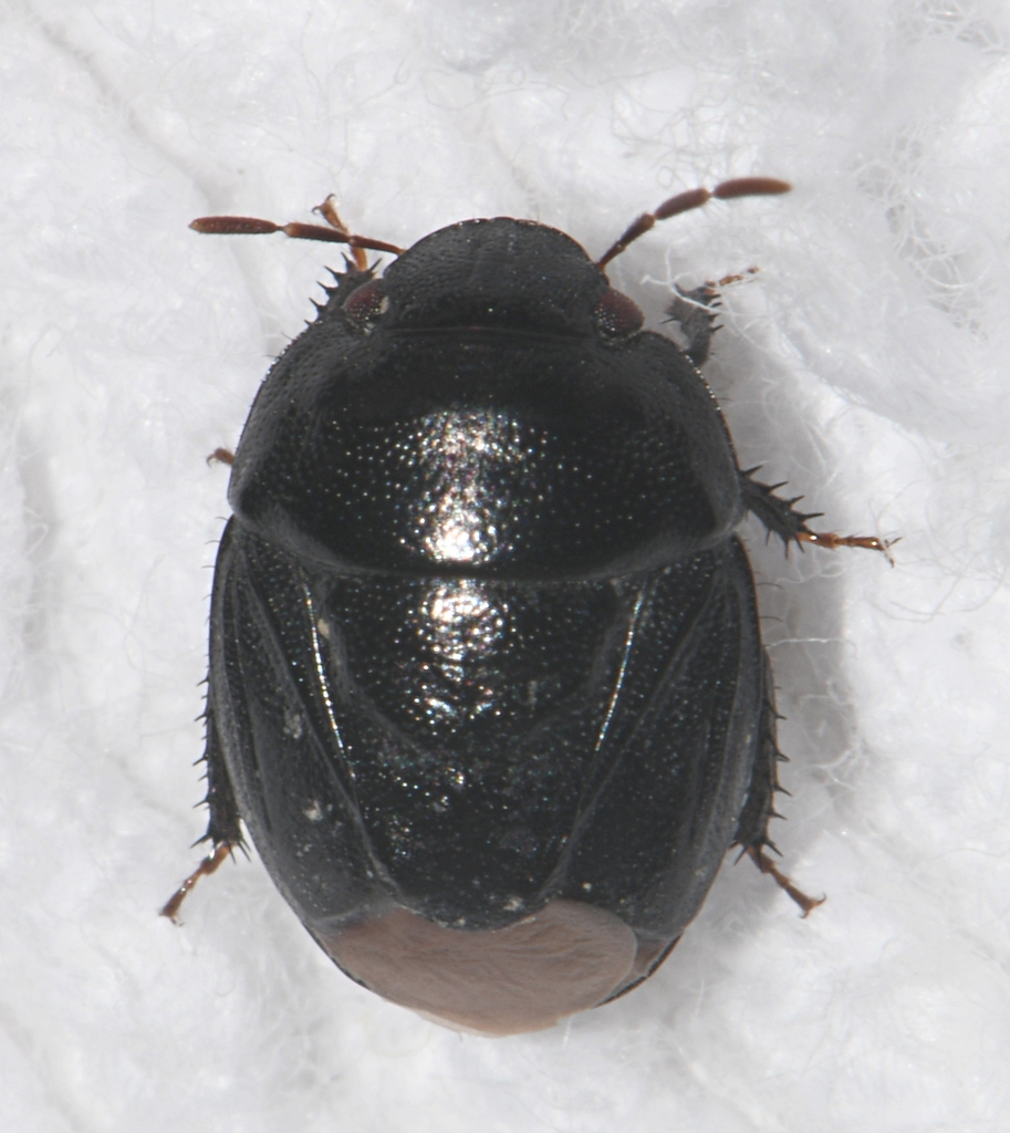 Amaurocoris curtus