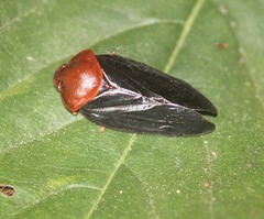 Simeliria funeralis