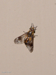 Chrysops geminatus